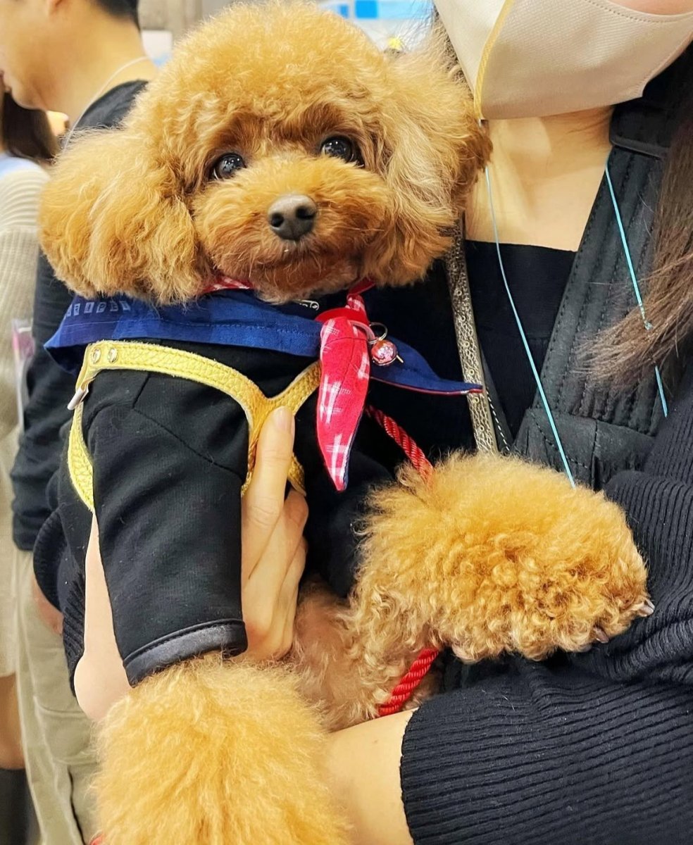 画像1: 絣バンダナ装着イメージ表示 (1)